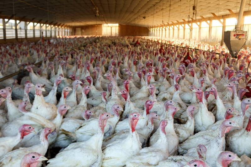White turkeys in an open barn at Weaver's Turkey Farm in Leola, PA